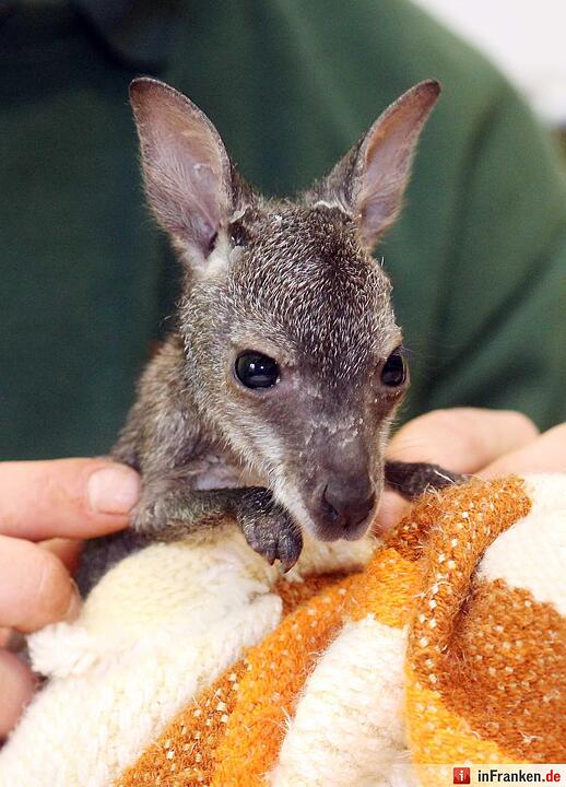 Kängurubaby im Tierpark Köthen