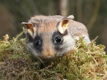 Ein Gartenschl&auml;fer Foto: Sonja Adam