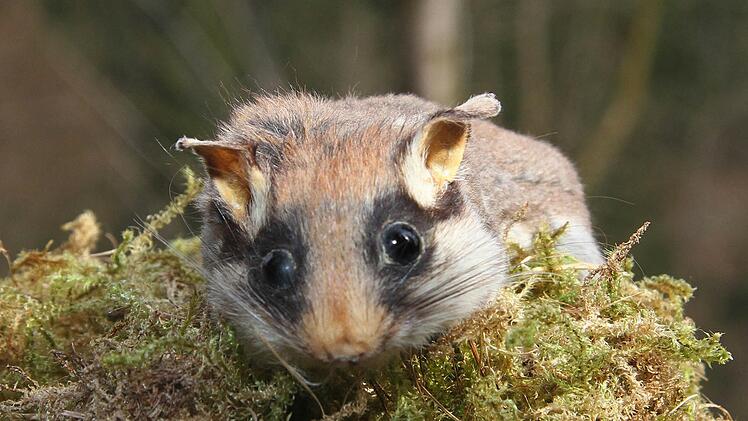 Ein Gartenschl&auml;fer Foto: Sonja Adam