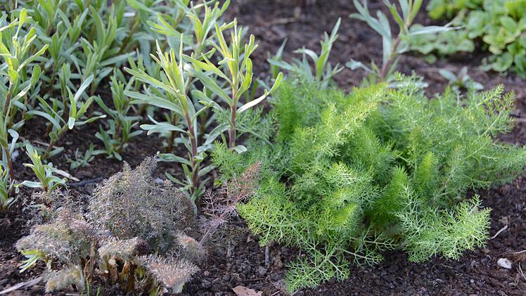 Roter und grüner Fenchel  Foto: Dagmar Besand