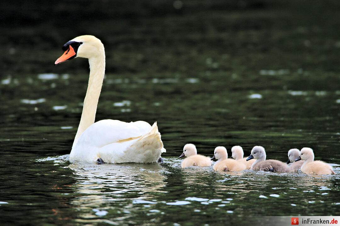 Schwanennachwuchs auf der Erba-Insel in Bamberg