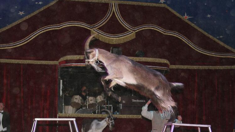 Gewagte Kunststücke der Tiere. Foto: Sony Adam
