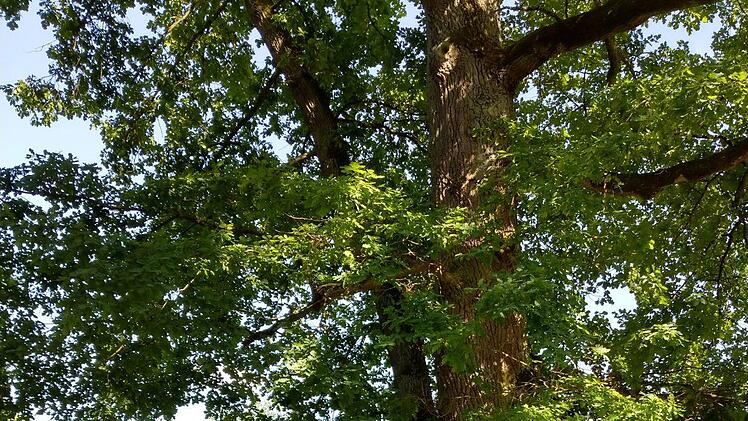 Mitglieder der MS-Selbsthilfegruppe Bad Brückenau bei einem Treffen nahe des Fahrradmuseums. Foto: Andre Pfister