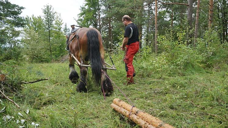 Das belgische Kaltblut Igor war ein unentbehrlicher Partner bei den  Auslichtungsarbeiten am Dünsberg oberhalb von Oberelsbach. Wolfgang  Klüber zog mit ihm die Stämme an den Weg. Foto: Marion Eckert