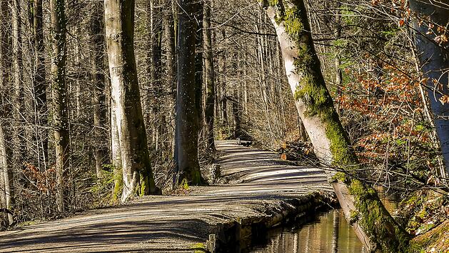 Wandern, Wald, Waldweg