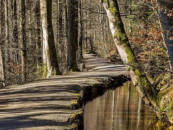 Wandern, Wald, Waldweg