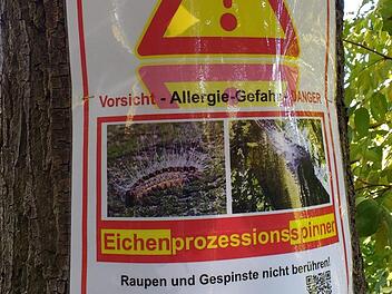 Mit solchen Schildern an den betroffenen Bäumen warnt  das Straßenbauamt  vor   dem Eichenprozessionsspinner.rm