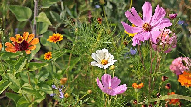 Wildblumenwiese