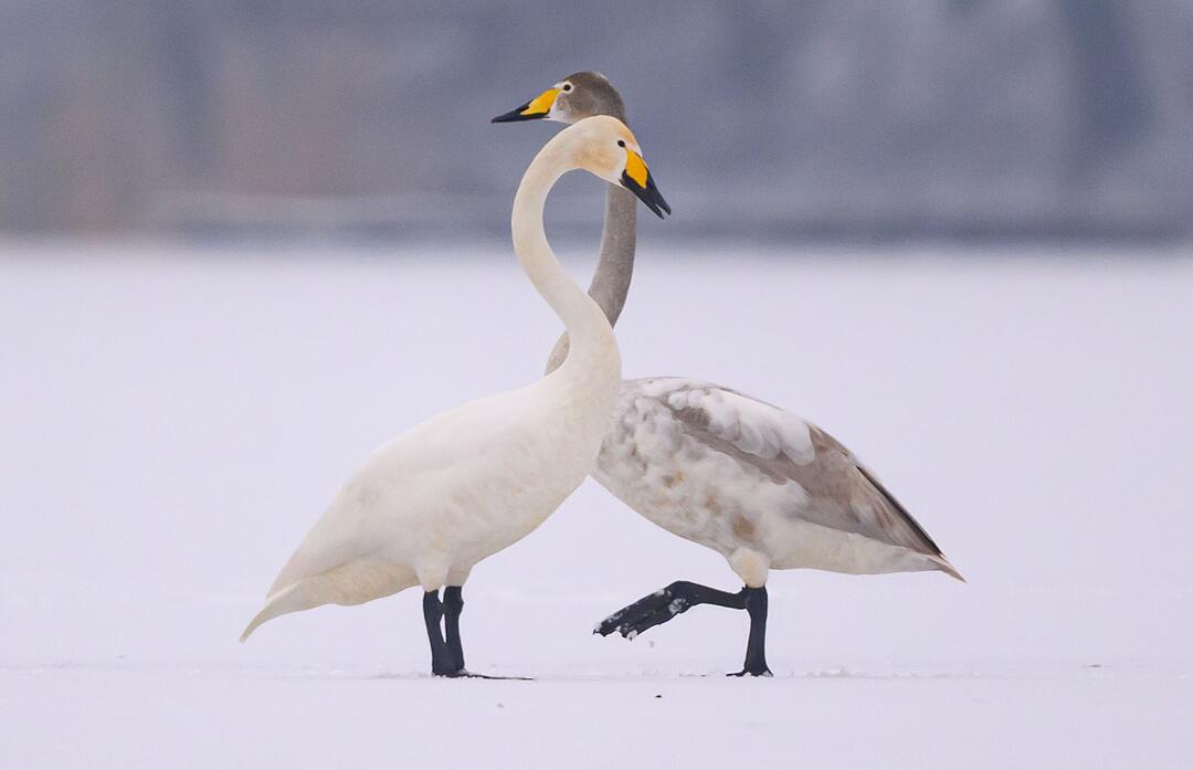 Winter in Brandenburg