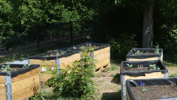 Urban-Gardening an der Stadtmauer in Forchheim Foto: Barbara Herbst