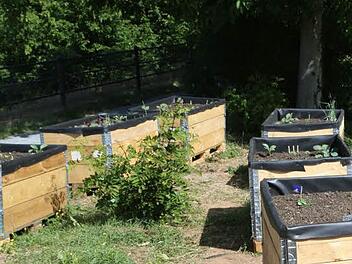 Urban-Gardening an der Stadtmauer in Forchheim Foto: Barbara Herbst