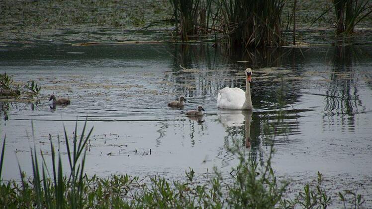 Ein Schwanenpaar schwimmt seit einigen Tagen mit seinen Kindern gemächlich auf dem See.  Foto: Anton Then