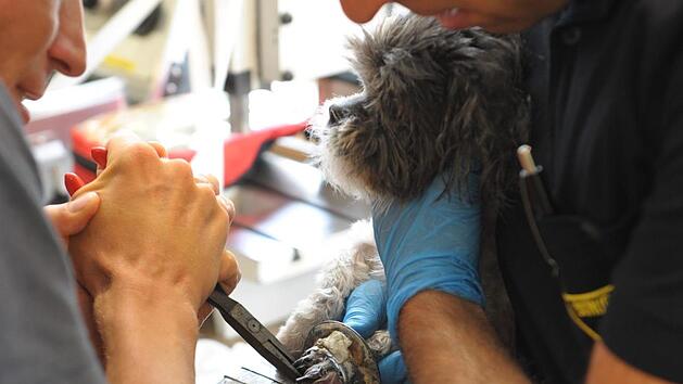 Hundedame Sofia, 9 Jahre alt, musste von der Feuerwehr M&uuml;nchen befreit werden. Ihre Pfote steckte in einem Dusch-Abfluss fest. Foto: Branddirektion M&uuml;nchen