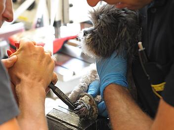 Hundedame Sofia, 9 Jahre alt, musste von der Feuerwehr M&uuml;nchen befreit werden. Ihre Pfote steckte in einem Dusch-Abfluss fest. Foto: Branddirektion M&uuml;nchen