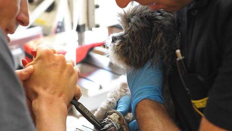 Hundedame Sofia, 9 Jahre alt, musste von der Feuerwehr M&uuml;nchen befreit werden. Ihre Pfote steckte in einem Dusch-Abfluss fest. Foto: Branddirektion M&uuml;nchen