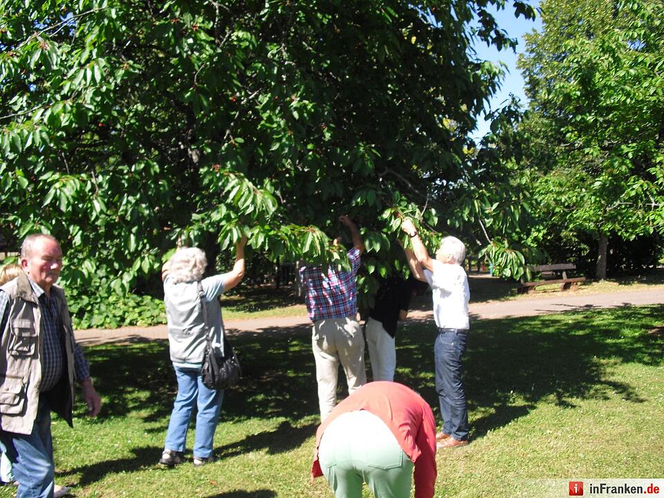 ABO Plus Kirscherntenfahrt 10.07.2015