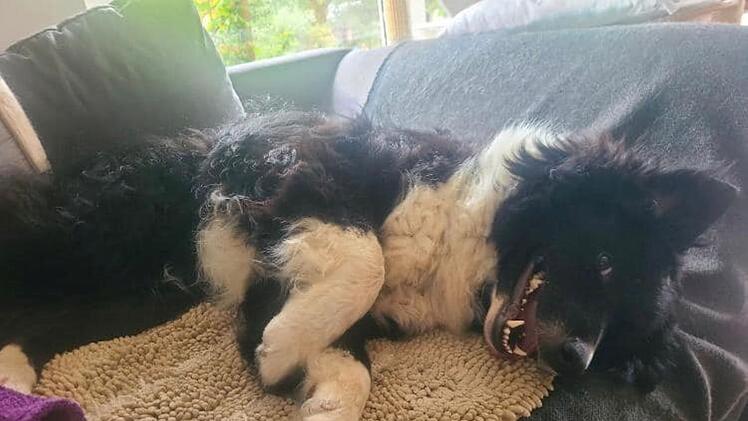 Tierheim Pfaffengrün: Hund Oreo entkommt schlechter Haltung - nach OP in Scheune vernachlässigt