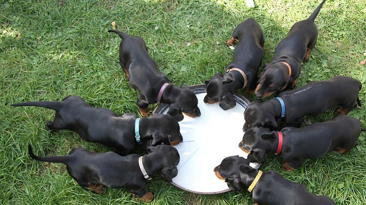 Acht kleine Kurzhaardackel schlabbern Milch aus dem Napf. Langsam werden die vier Damen und Männer flügge. Zu haben ist keiner mehr. Foto: Sonny Adam