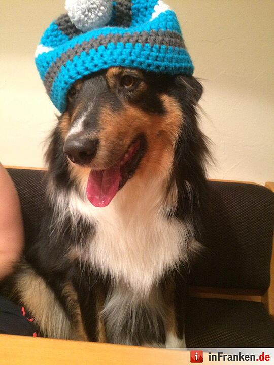 Auf den Hund gekommen: Die schönsten fränkischen Hunde unserer Nutzer