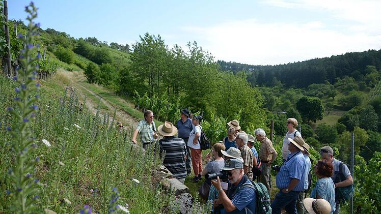 In den Rebzeilen und am Wegrand wächst vieles, was Mensch und Tieren nutzt.  Fotos: Elisabeth Assmann