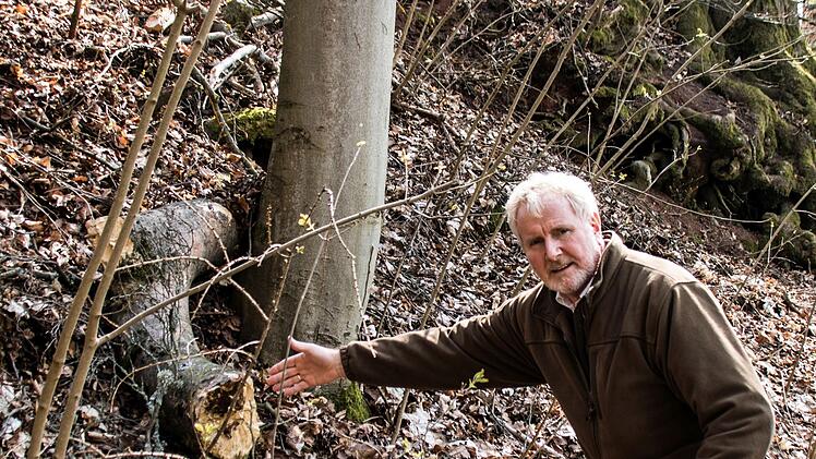 Anhaltende Trockenheit in den letzten Jahren hat dem Baumbestand am Coburger Herzogsweg schwer zugesetzt, wie Bernhard Ledermann als Leiter des Grünflächenamts erläutert. Viele Stämme sind so geschädigt, dass sie nicht einmal mehr das Gewicht der eigenen Krone tragen können.Foto: Jochen Berger