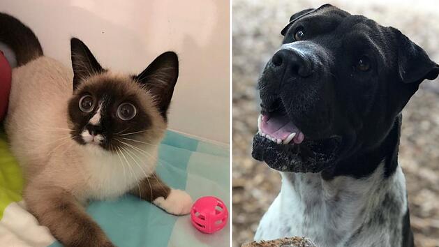 Tierheim Hersbruck mit Hilferuf: "Kommen langsam an unsere Grenzen"