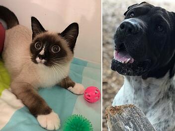 Tierheim Hersbruck mit Hilferuf: "Kommen langsam an unsere Grenzen"