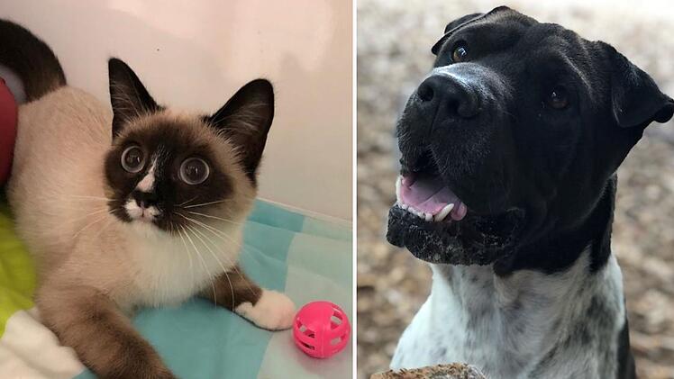 Tierheim Hersbruck mit Hilferuf: "Kommen langsam an unsere Grenzen"