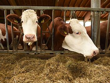 Das Landratsamt Bayreuth gibt in einer Pressemitteilung folgende Allgemeinverf&uuml;gung &bdquo;zur Genehmigung der Impfung von Tieren gegen die Blauzungenkrankheit" bekannt: