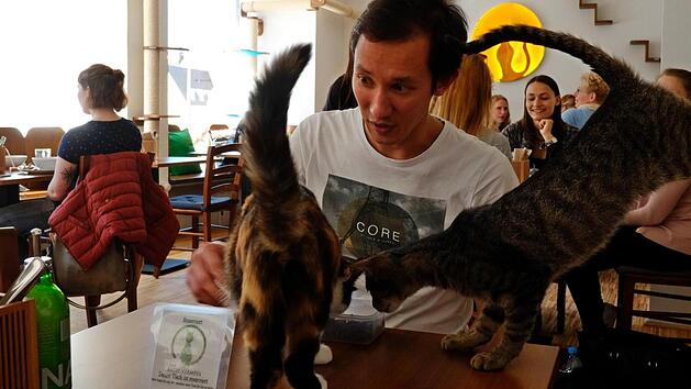 Die K&auml;tzchen sind der Star des "Katzentempels". Foto: Nikolas Pelke