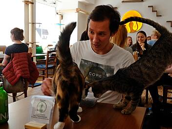 Die Kätzchen sind der Star des "Katzentempels". Foto: Nikolas Pelke