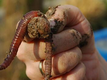 Unzählige Regenwürmer häufen Nacht für Nacht kleine Erdhügelchen auf.