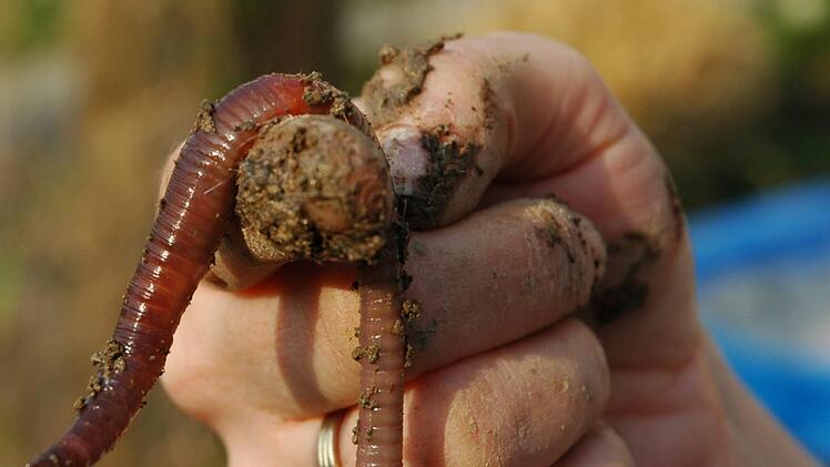 Unzählige Regenwürmer häufen Nacht für Nacht kleine Erdhügelchen auf.