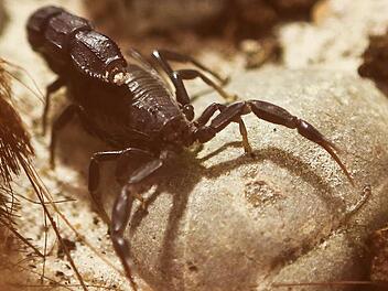 Androctonus bicolor: Das Gift dieses Schwarzen Dickschwanzskorpions ist sehr stark. Normalerweise kommt er in Nordafrika vor. Derzeit ist er im Naturkundemuseum zu sehen - hinter Glas. Foto: Barbara Herbst