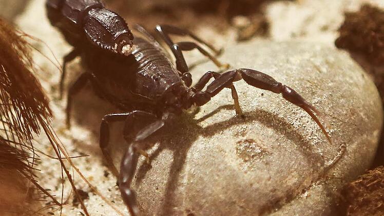 Androctonus bicolor: Das Gift dieses Schwarzen Dickschwanzskorpions ist sehr stark. Normalerweise kommt er in Nordafrika vor. Derzeit ist er im Naturkundemuseum zu sehen - hinter Glas. Foto: Barbara Herbst