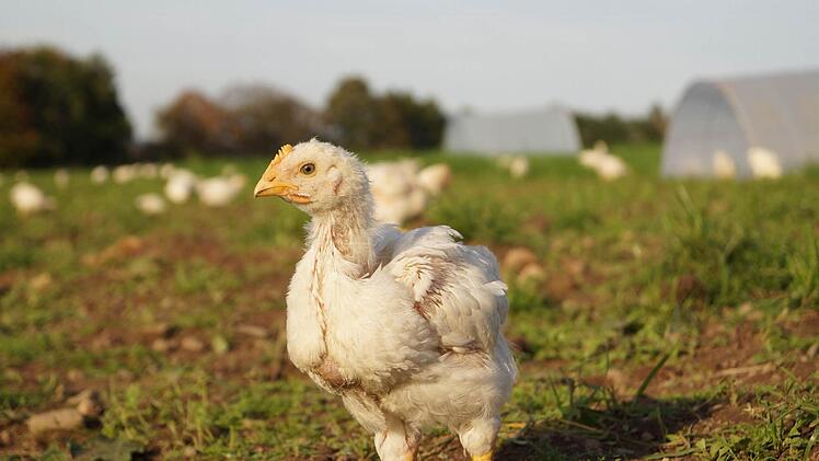 Die Bio-Hähnchen haben viel Auslauf im Grünland.  Foto: Hanna