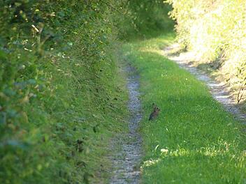 Erfreulich: Es gibt nicht nur verendete Kaninchen im Maital, sondern auch noch muntere Exemplare. Fotos: Heike Beudert
