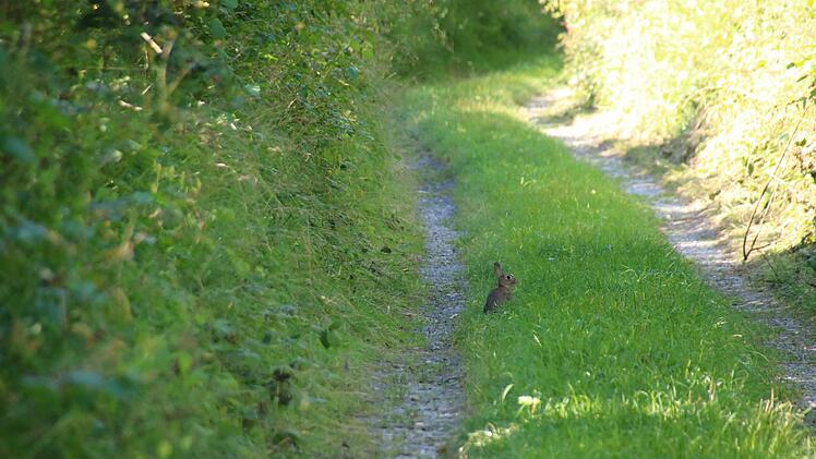 Erfreulich: Es gibt nicht nur verendete Kaninchen im Maital, sondern auch noch muntere Exemplare. Fotos: Heike Beudert
