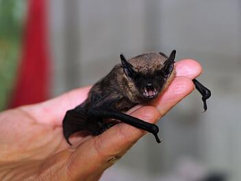 Bayreuth: Stadt warnt vor Bu&szlig;geldern beim T&ouml;ten von Flederm&auml;usen