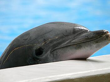 Ein Delfin blickt im Nürnberger Tiergarten über den Beckenrand. Heute entscheidet der Agrarausschuss über einen Antrag der Grünen zum Verbot der Delfinhaltung. Foto: Daniel Karmann dpa