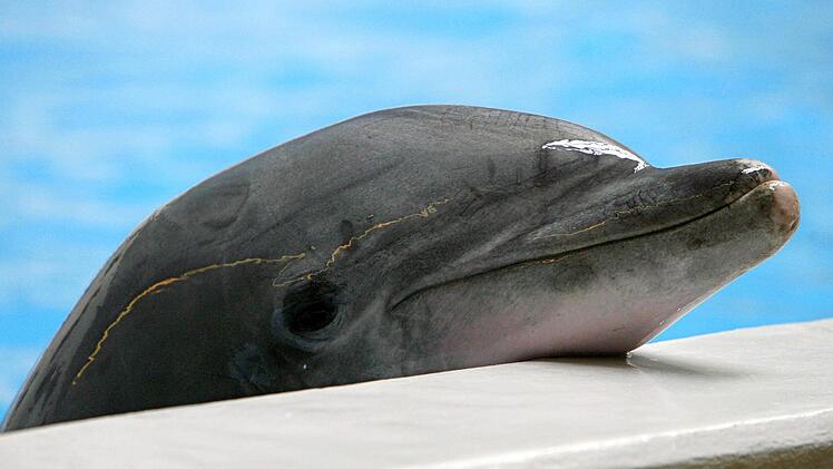 Ein Delfin blickt im Nürnberger Tiergarten über den Beckenrand. Heute entscheidet der Agrarausschuss über einen Antrag der Grünen zum Verbot der Delfinhaltung. Foto: Daniel Karmann dpa