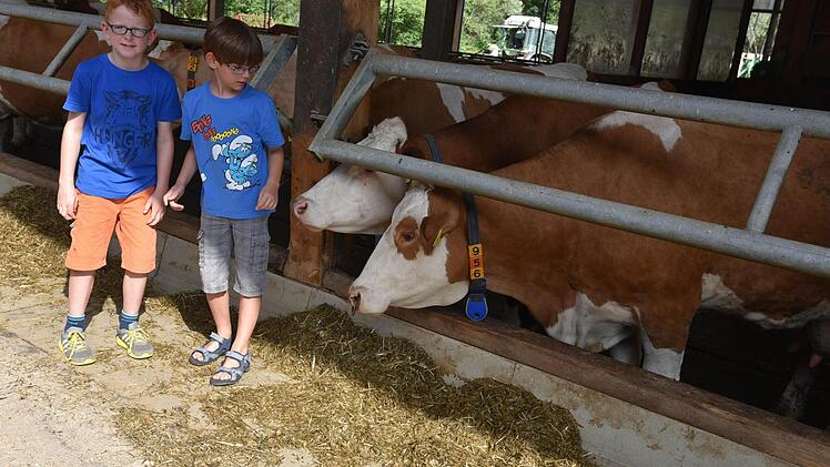 Julius und Laurenz finden die Kühe im Stall von Familie Ehrsam cool. Foto: Gabi Arnold