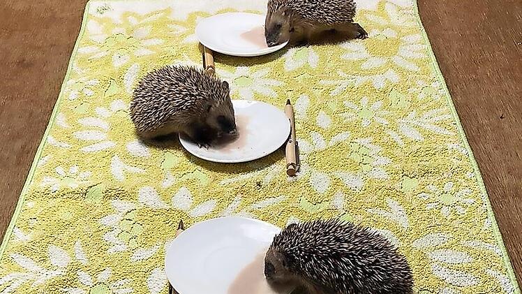 Das große Fressen nach drei Wochen: Jeder hat sein eigenes Schälchen am Tisch.