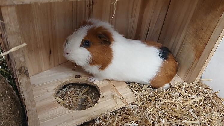 Tierheim Hof: Zwei Transportboxen am Straßenrand gefunden - eine leer, eine mit Inhalt