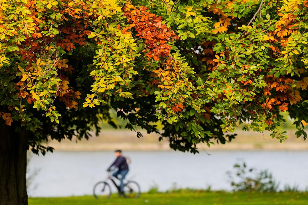 Herbst in Köln