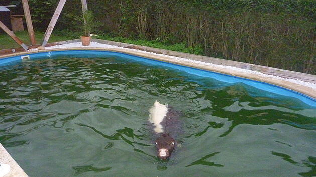 Kuh im Pool