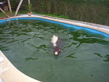 Kuh im Pool