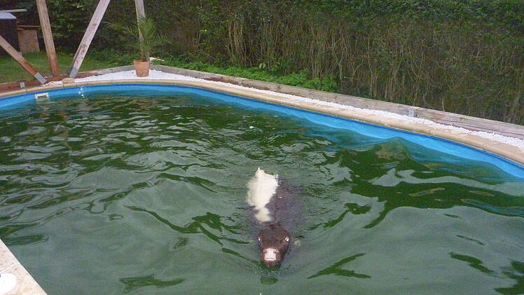 Kuh im Pool