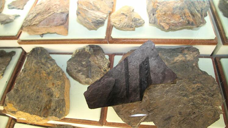 In den Steinen, die Berthold Schwämmlein für sein privates "Bergbau- und Heimatmuseum" sammelt, sind auch Farne abgebildet.