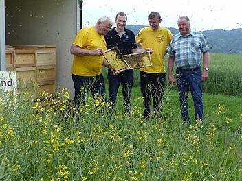 Fleißig sammeln die drei Bienenvölker von Heinrich Witzgall den Nektar vom Rapsfeld des Landwirtes Martin Baumgärtner. Unser Bild zeigt am Rapsfeld im Bergfeld oberhalb von Unterzaubach (von links) Imker Heinrich Witzgall, Landwirt Martin Baumgärtner, Altimker Roland Blüchel und BBV-Ortsobmann Winfried Baumgärtner.  Foto: Klaus-Peter Wulf